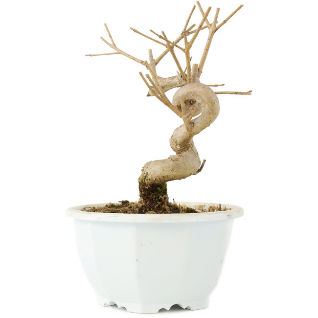 Chionanthus retusus, 15,5 cm, ± 8 jaar oud