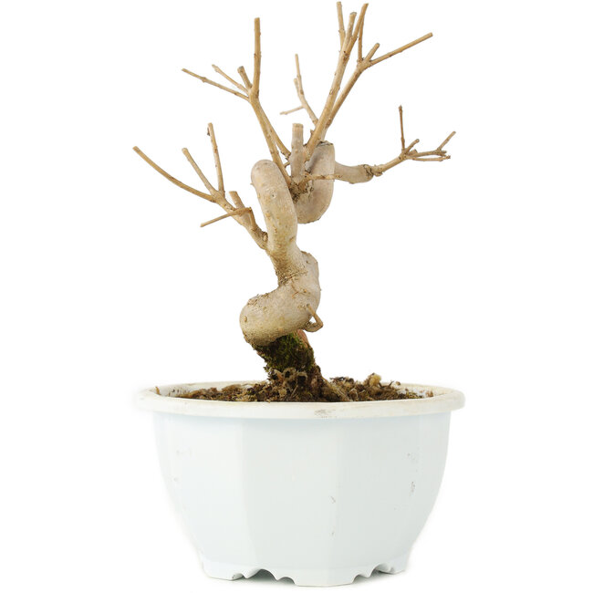 Chionanthus retusus, 15,5 cm, ± 8 Jahre alt