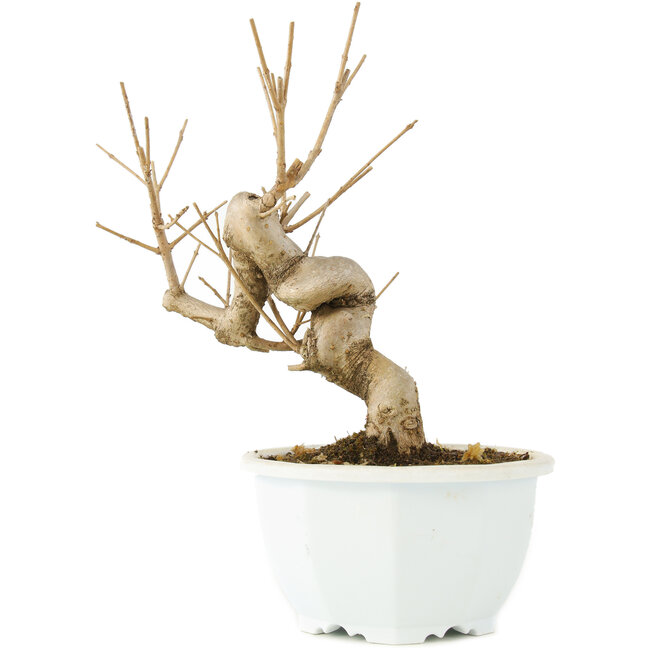 Chionanthus retusus, 18,5 cm, ± 8 jaar oud