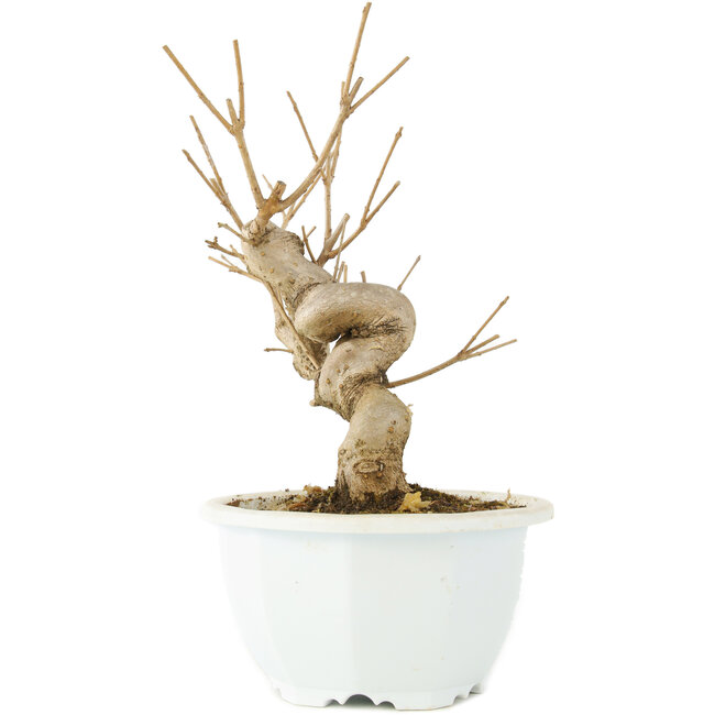 Chionanthus retusus, 18,5 cm, ± 8 jaar oud