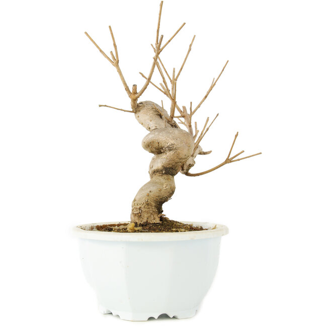 Chionanthus retusus, 18,5 cm, ± 8 jaar oud