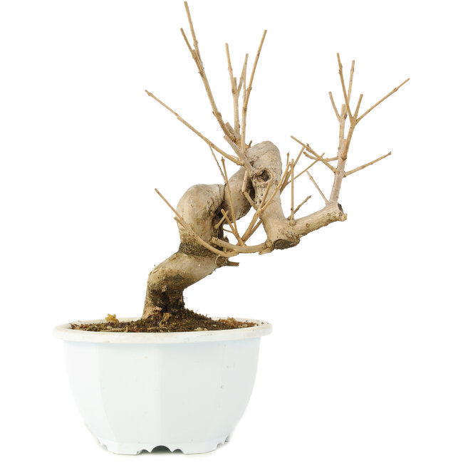 Chionanthus retusus, 18,5 cm, ± 8 Jahre alt