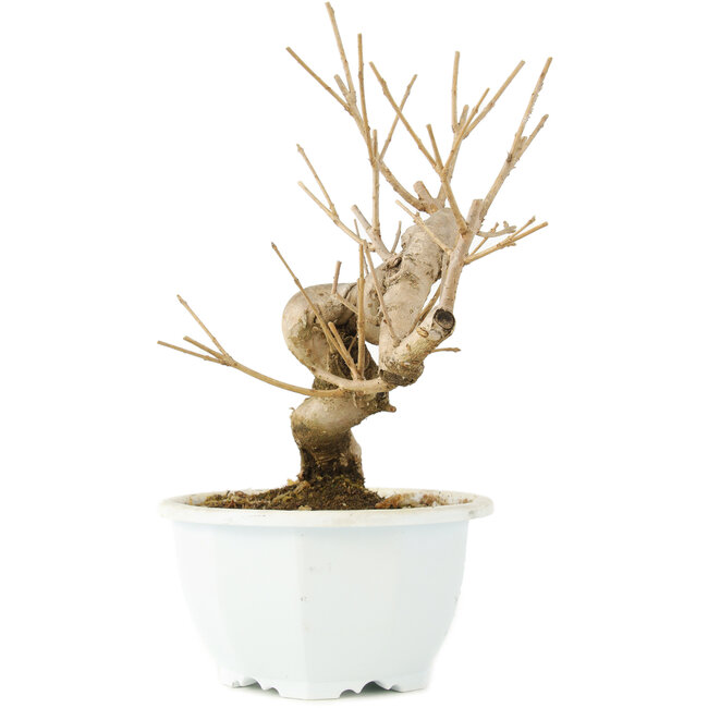 Chionanthus retusus, 18,5 cm, ± 8 jaar oud