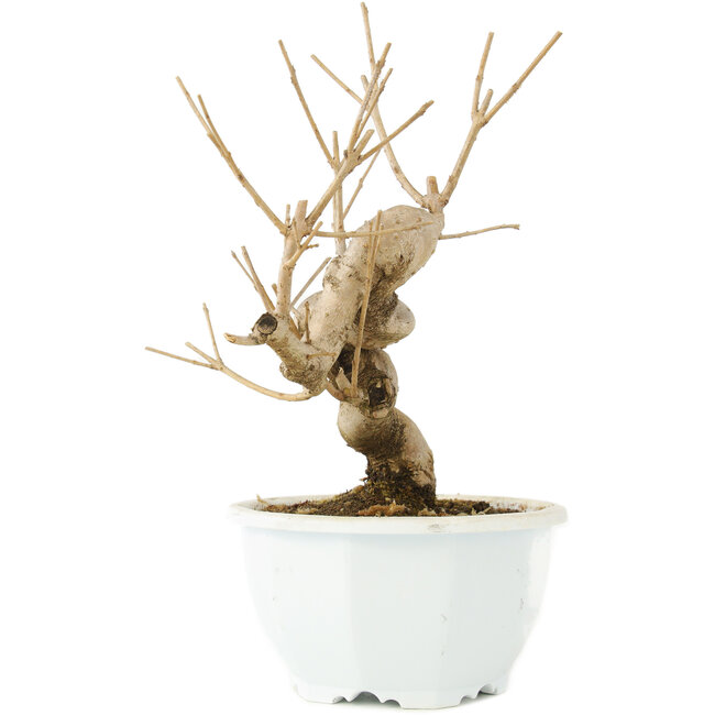 Chionanthus retusus, 18,5 cm, ± 8 Jahre alt