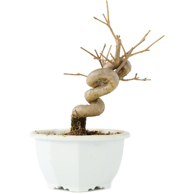 Chionanthus retusus, 17 cm, ± 8 years old