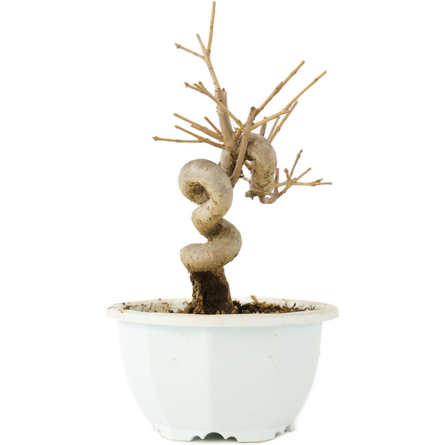 Chionanthus retusus, 17 cm, ± 8 Jahre alt