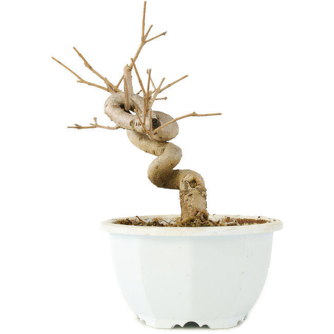 Chionanthus retusus, 17 cm, ± 8 jaar oud