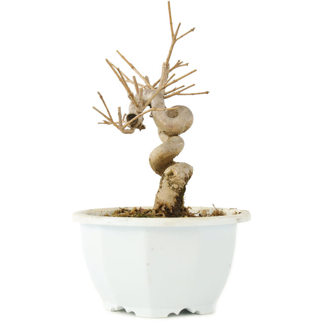 Chionanthus retusus, 17 cm, ± 8 jaar oud