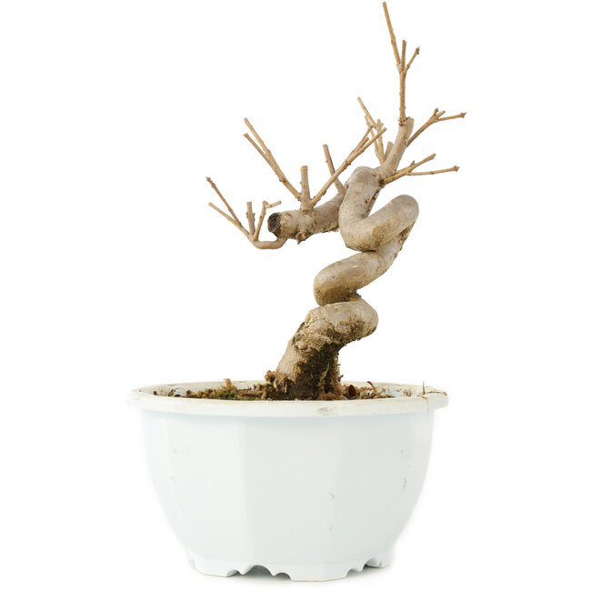 Chionanthus retusus, 17 cm, ± 8 Jahre alt