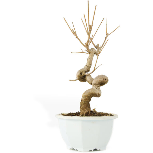 Chionanthus retusus, 23 cm, ± 8 jaar oud