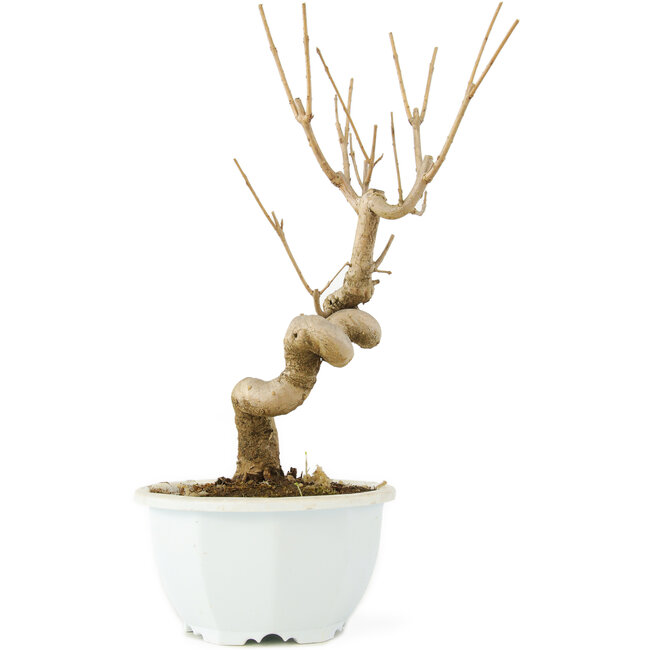 Chionanthus retusus, 23 cm, ± 8 ans