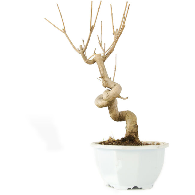 Chionanthus retusus, 23 cm, ± 8 anni