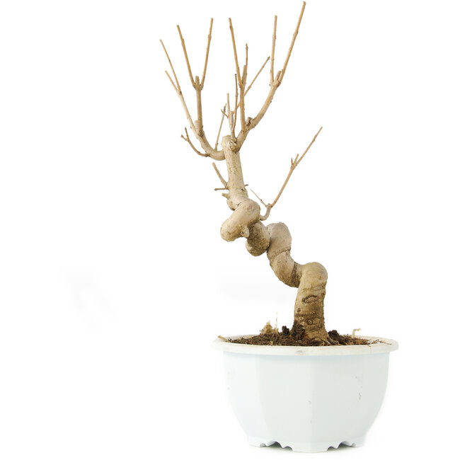 Chionanthus retusus, 23 cm, ± 8 anni