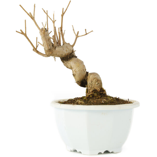 Chionanthus retusus, 14,5 cm, ± 8 jaar oud