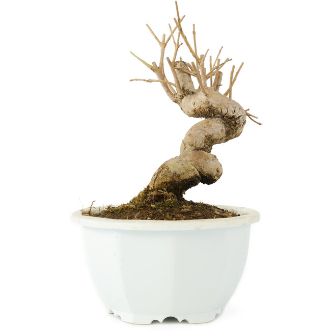 Chionanthus retusus, 14,5 cm, ± 8 Jahre alt