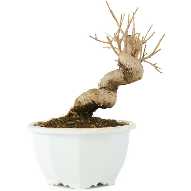 Chionanthus retusus, 14,5 cm, ± 8 Jahre alt