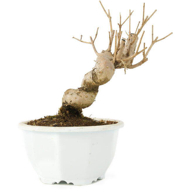 Chionanthus retusus, 14,5 cm, ± 8 Jahre alt