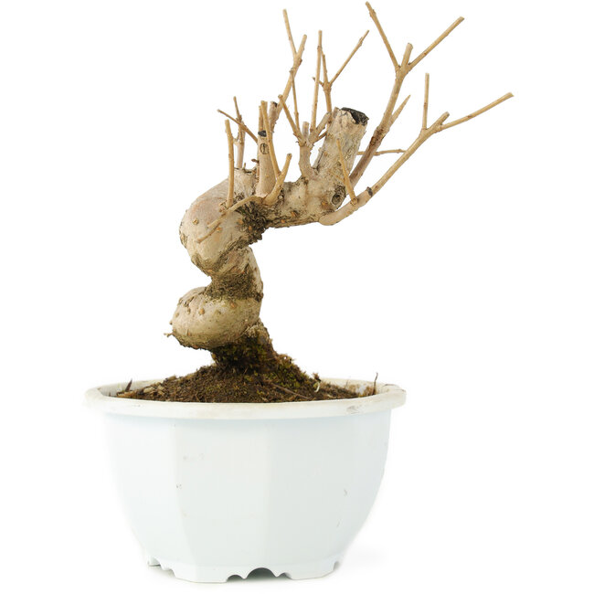 Chionanthus retusus, 14,5 cm, ± 8 jaar oud