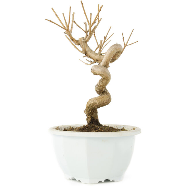 Chionanthus retusus, 18 cm, ± 8 anni