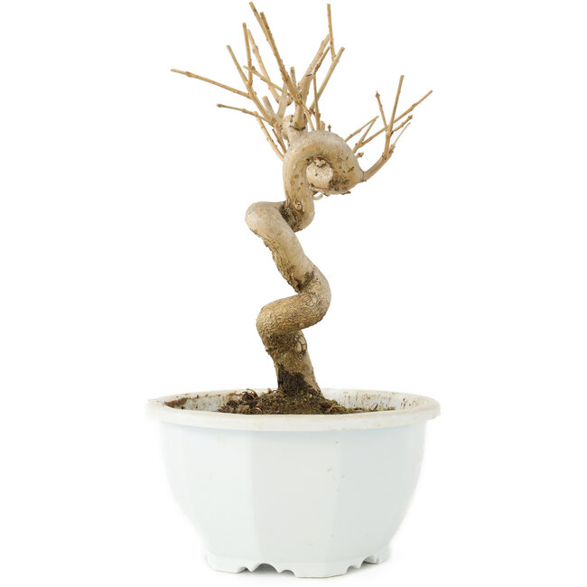 Chionanthus retusus, 18 cm, ± 8 ans