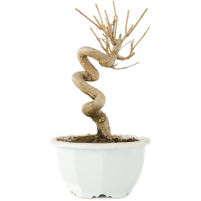 Chionanthus retusus, 18 cm, ± 8 Jahre alt