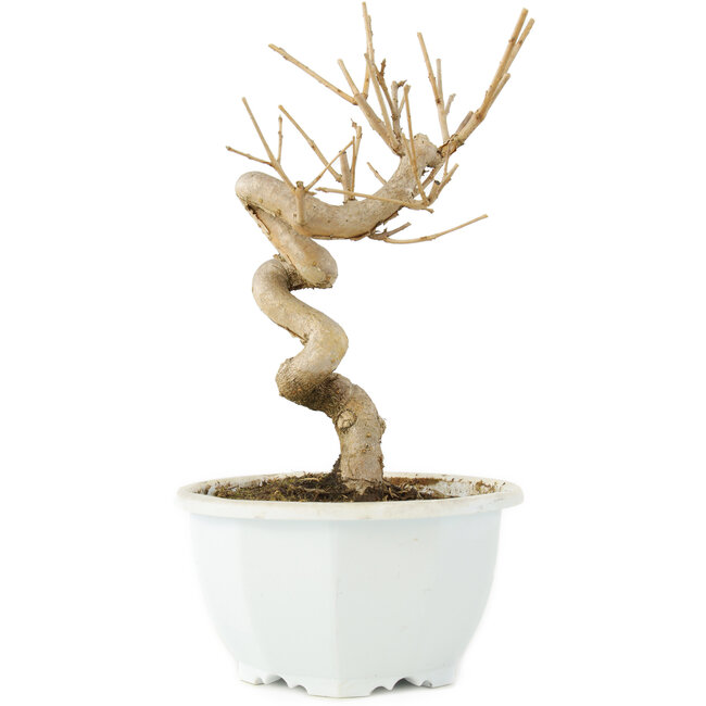 Chionanthus retusus, 18 cm, ± 8 anni