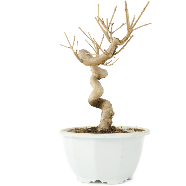 Chionanthus retusus, 18 cm, ± 8 años