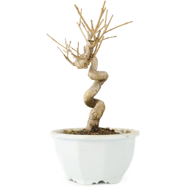 Chionanthus retusus, 18 cm, ± 8 years old