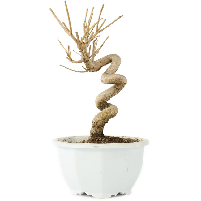 Chionanthus retusus, 18 cm, ± 8 anni