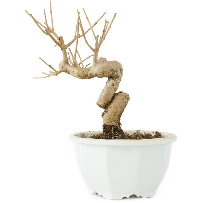 Chionanthus retusus, 17,5 cm, ± 8 ans