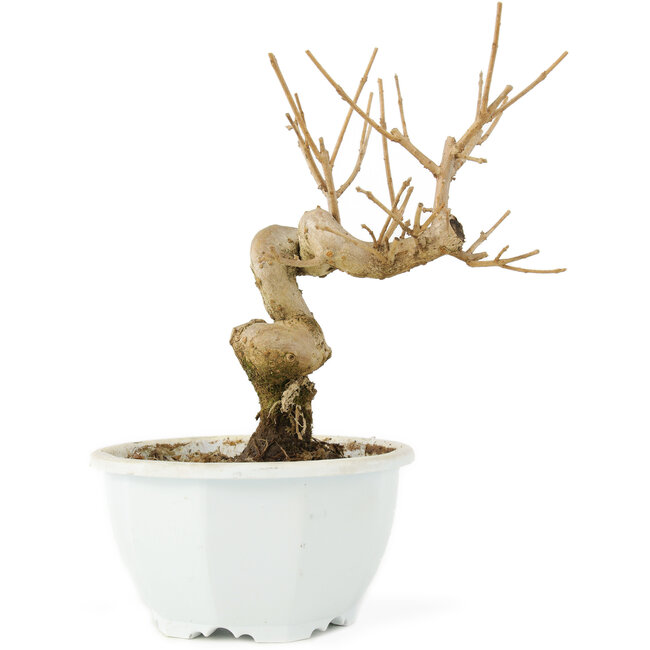 Chionanthus retusus, 17,5 cm, ± 8 anni