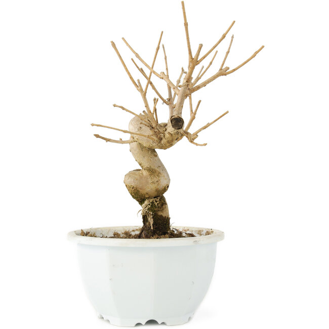 Chionanthus retusus, 17,5 cm, ± 8 ans