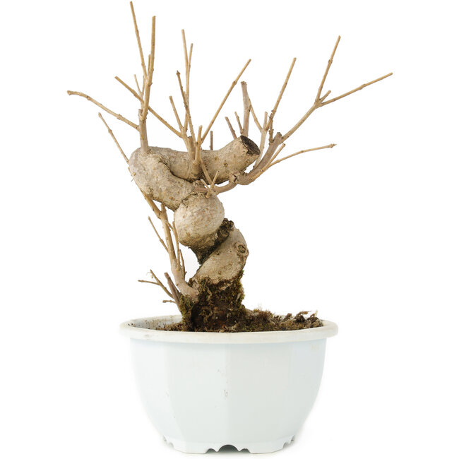 Chionanthus retusus, 18 cm, ± 8 Jahre alt