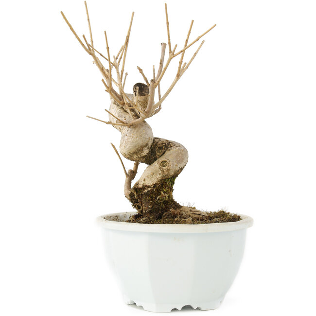 Chionanthus retusus, 18 cm, ± 8 Jahre alt