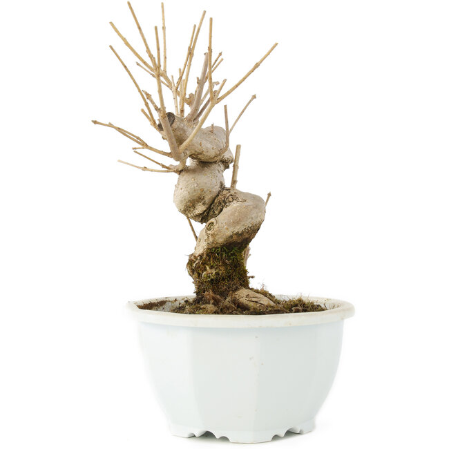 Chionanthus retusus, 18 cm, ± 8 Jahre alt