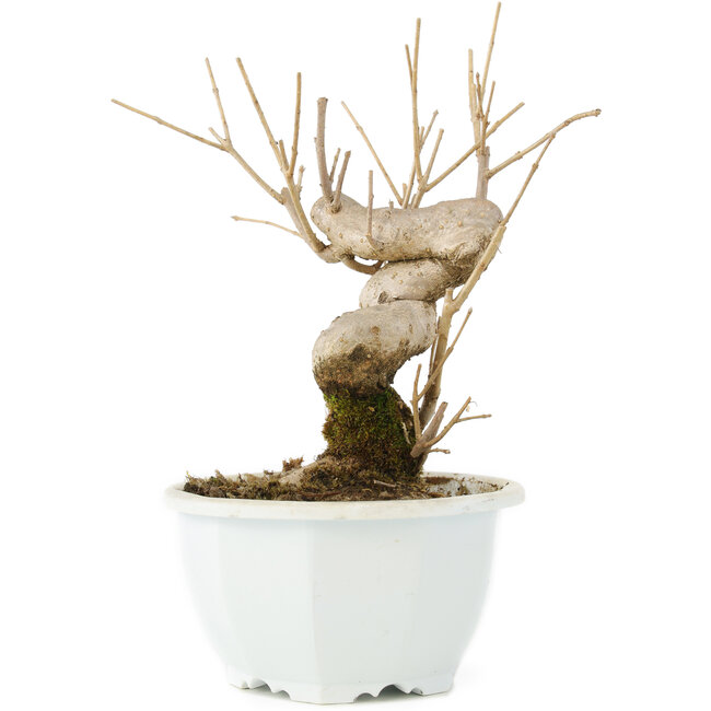 Chionanthus retusus, 18 cm, ± 8 Jahre alt