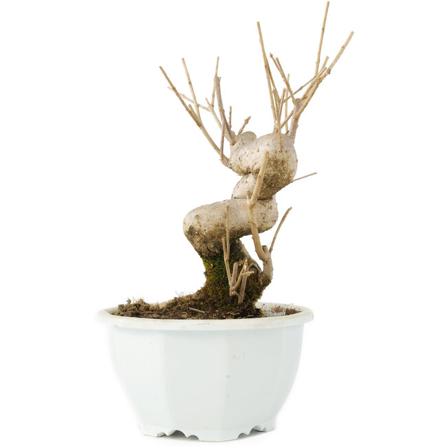 Chionanthus retusus, 18 cm, ± 8 Jahre alt