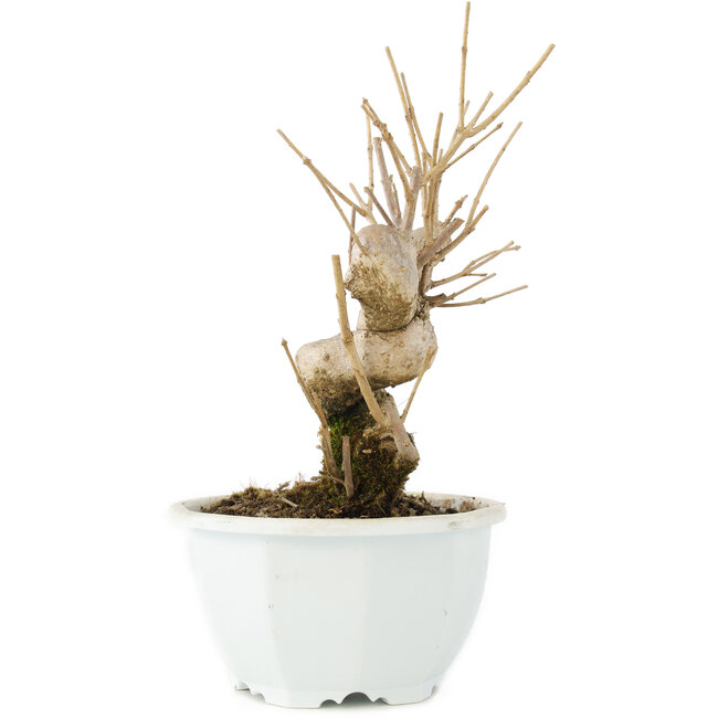 Chionanthus retusus, 18 cm, ± 8 Jahre alt