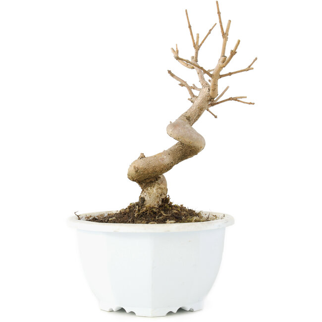 Chionanthus retusus, 16 cm, ± 8 Jahre alt