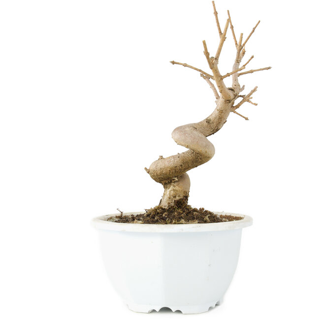 Chionanthus retusus, 16 cm, ± 8 Jahre alt