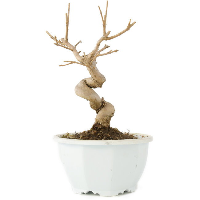 Chionanthus retusus, 16 cm, ± 8 Jahre alt