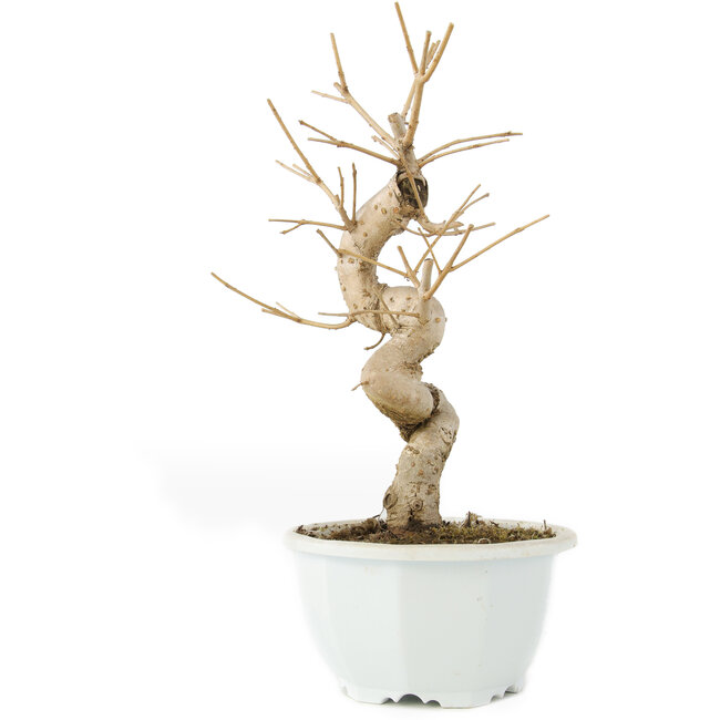 Chionanthus retusus, 22 cm, ± 8 ans