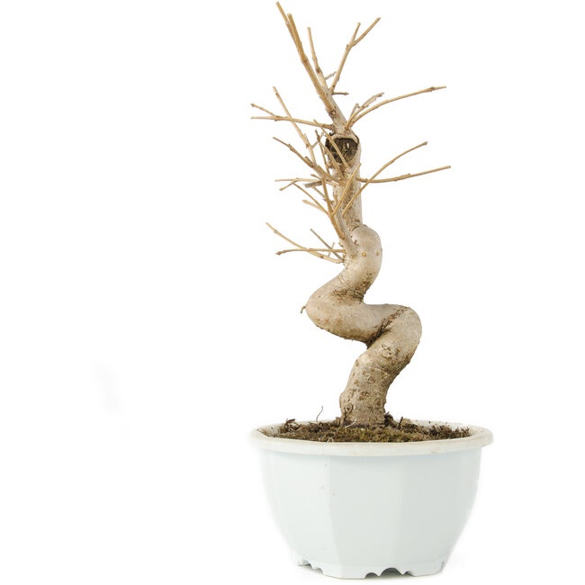 Chionanthus retusus, 22 cm, ± 8 anni