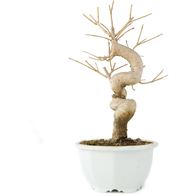 Chionanthus retusus, 22 cm, ± 8 years old