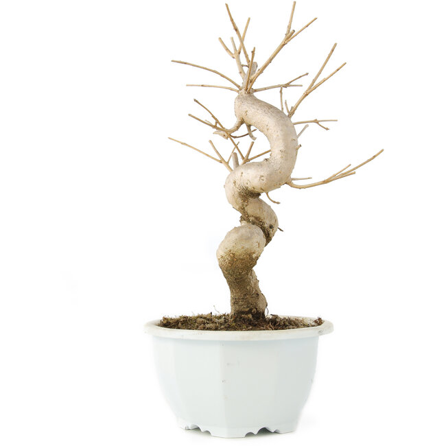 Chionanthus retusus, 22 cm, ± 8 years old