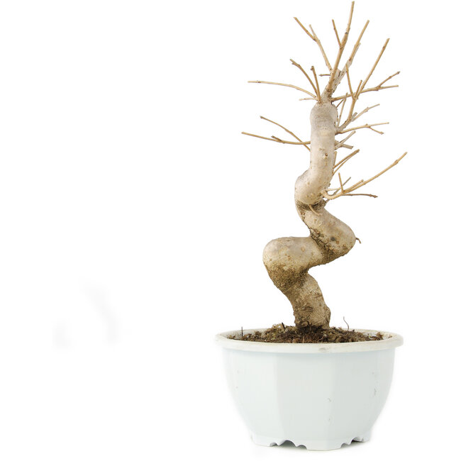 Chionanthus retusus, 22 cm, ± 8 anni