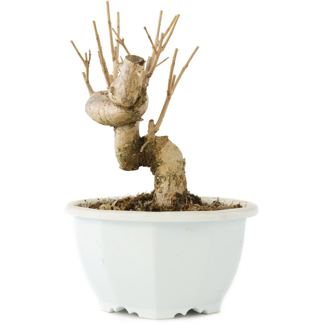 Chionanthus retusus, 14 cm, ± 8 Jahre alt