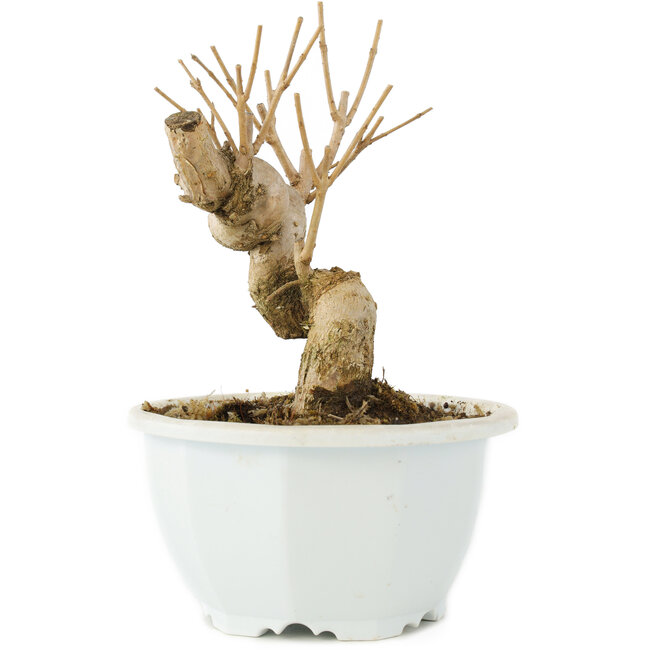 Chionanthus retusus, 14 cm, ± 8 Jahre alt