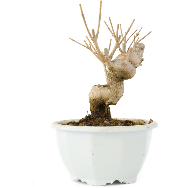 Chionanthus retusus, 14 cm, ± 8 Jahre alt