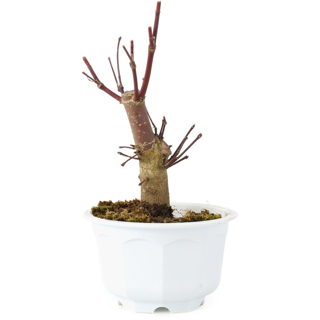 Acer palmatum Deshojo, 14 cm, ± 6 Jahre alt